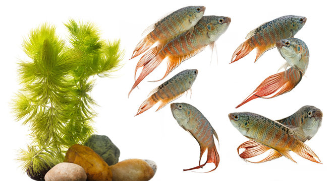 Paradise fish, Forktail fightingfish - Macropodus opercularis - aquarium fish