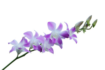 Fototapeta na wymiar beautiful orchid flower