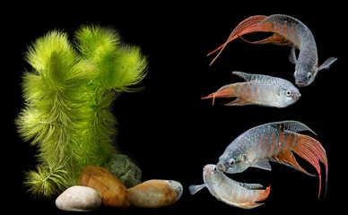 Macropodus opercularis - Paradise fish, Forktail fightingfish - aquarium fish