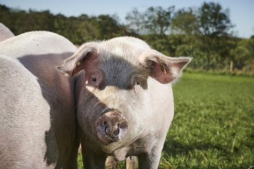 ecological pigs and piglets at a grass field in the summer