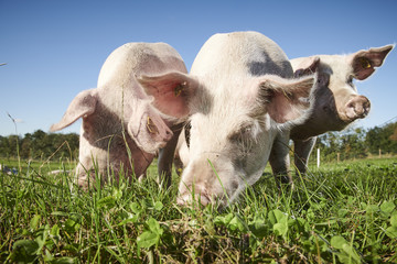 ecological pigs and piglets at a grass field in the summer