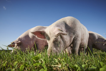 ecological pigs and piglets at a grass field in the summer - Powered by Adobe