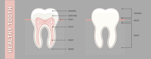 Healthy and strong tooth anatomy. Vector, graphic, illustration & infographic Ai / EPS 10  - 187442877