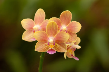Naklejka na ściany i meble beautiful orange orchid