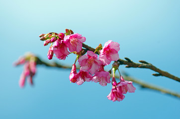 pink cherry blossom