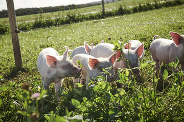 ecological pigs and piglets at a grass field in the summer