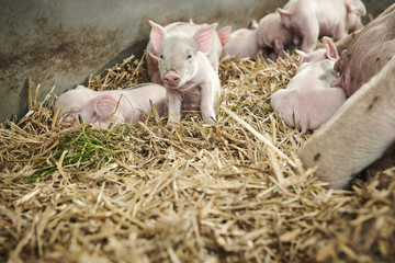 ecological pigs and piglets at a grass field in the summer