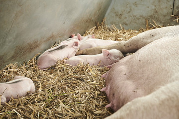 ecological pigs and piglets at a grass field in the summer