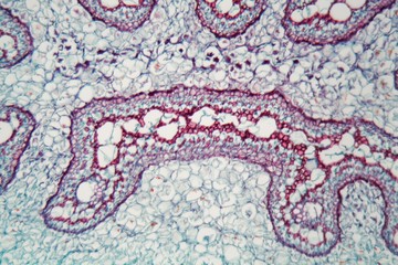 Fern stem under the microscope