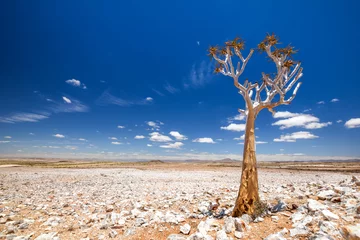 Papier Peint photo Arbres Panoramic view of a beautiful quiver tree (Aloe dichotoma) in Fish River Canyon Nature Park in Namibia, Africa. The succulent tree is indigenous to Southern Africa and is an endangered species.