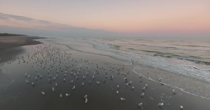 Go&eacute;land cendr&eacute; (Larus canus - Mew Gull) sur la plage de Quend-Plage