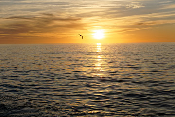 Obraz premium ballet wild birds in a rise of the Mediterranean sun