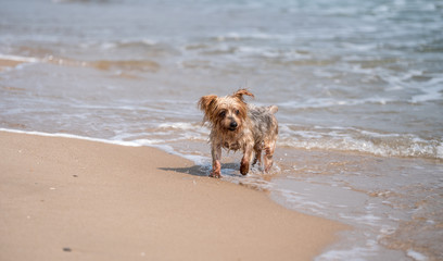 Dog running toward sea on the shore of the beach, Yorkshire Terrier doggie. Copy space, blurred background copy space