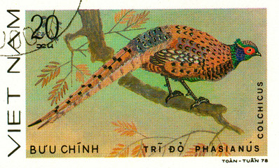 Ukraine - circa 2018: A postage stamp printed in Vietnam shows drawing Common Pheasant - Phasianus colchicus. Series: Pheasants. Circa 1978.