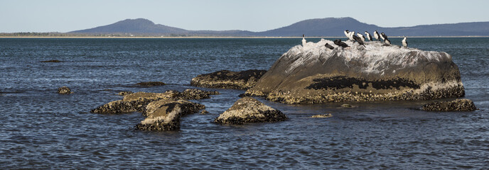 Cormorants Roost © Kevin