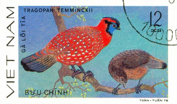 Ukraine - circa 2018: A postage stamp printed in Vietnam shows drawing Temmincks Tragopan - Tragopan temminckii. Series: Pheasants. Circa 1978.