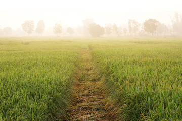 rice field , thailand
