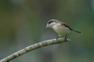 Burmese Shrike female perching on a branch