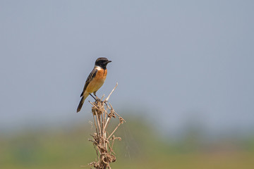 beautiful male Eastern Stonechat