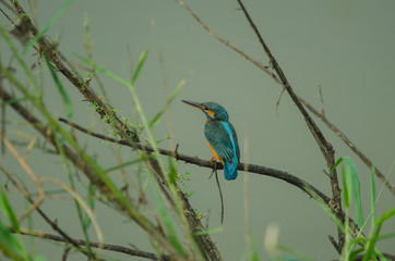 Obraz premium Common kingfisher perching on the branch