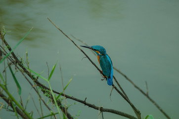 Common kingfisher perching on the branch