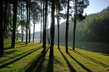 Sunset light at Pang-ung in north Thailand, Pine