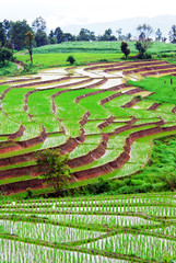Terrace rice fields in Mae chaem, Chaing Mai, Thailand