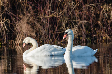 Swans in lake