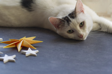 White cat lolls on dark gray stone floor