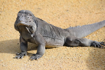 Iguana