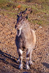 Tadjik markhor