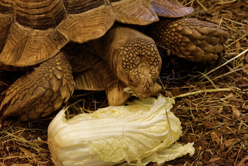 African spurred tortoise