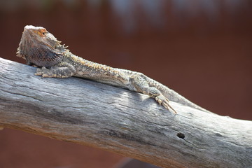 Lizard