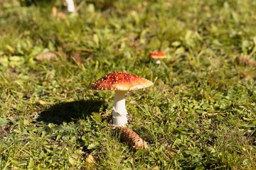 Fly agaric (Amanita muscaria)