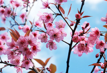 Obraz premium pink blossom sukura flowers on a spring day in Thailand