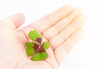 Four-leaf clover lying in palm of hand