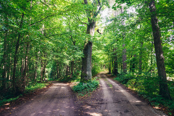 Dust road in Masurian landscape Park, Masuria region of Poland