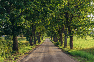 Fototapeta na wymiar Road among trees between small villages in Masurian Lakeland region of Poland