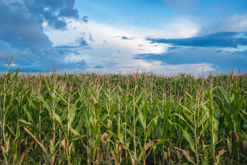 Cornfield in Masurian Lakeland region of Poland