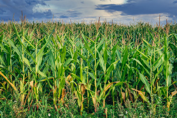 Obraz premium Cornfield in Masurian Lakeland region of Poland