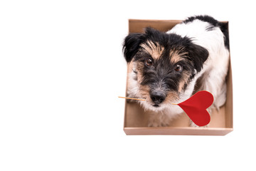 Romantic Dog - Small cute Jack Russell Terrier doggy sitting in a little box with a heart as a gift  for  Valentine in the mouth - isolated picture