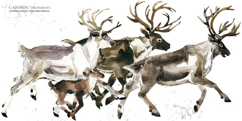 Caribou. Reindeer watercolor illustration