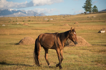 Wild nature of the Altai. A beautiful horse is grazing in the steppe against the backdrop of mountains with snow