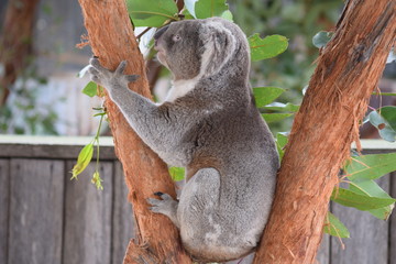 koala