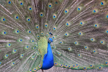 Naklejka premium peacock