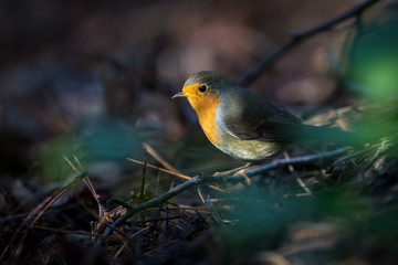 A little singing bird