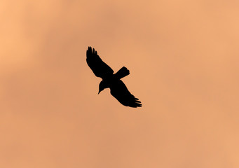 Fototapeta na wymiar Silhouette of a black raven on a sunset background