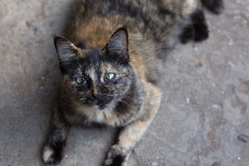 Cat portrait close up,