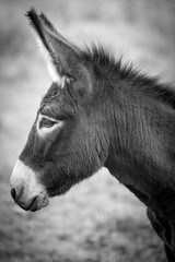 Esel © Sonja