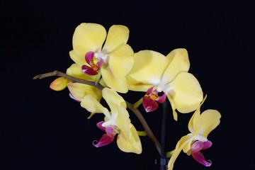 Obraz na płótnie Canvas Flower of a yellow colored phalaenopsis orchid